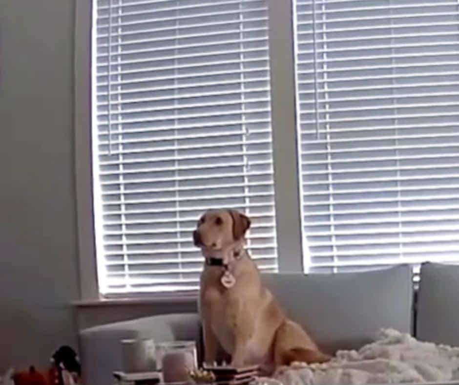 Dog safe after ceiling collapse