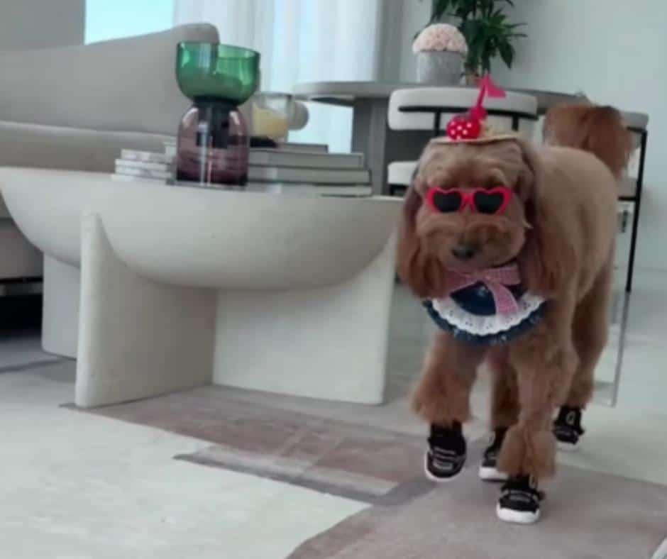 Festive patriotic dogs celebrating America's 250th birthday