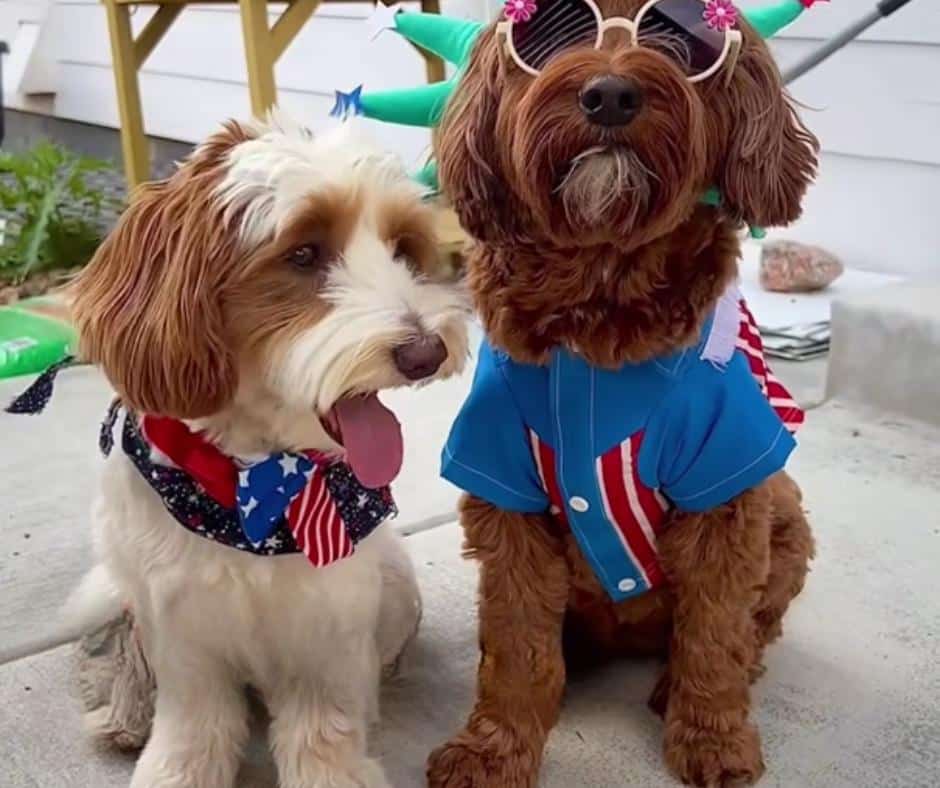 Dogs in patriotic outfits at Fourth of July celebration