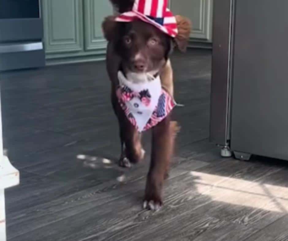 Patriotic dog dressed in red white and blue for America's birthday