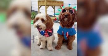 PetWireDaily — These Festive Pups Celebrated America’s 250th in the Cutest Way