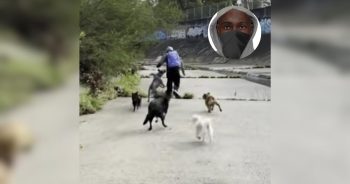 PetWireDaily — Pack of Dogs Chases Off Man Accused of Attacking Two Women