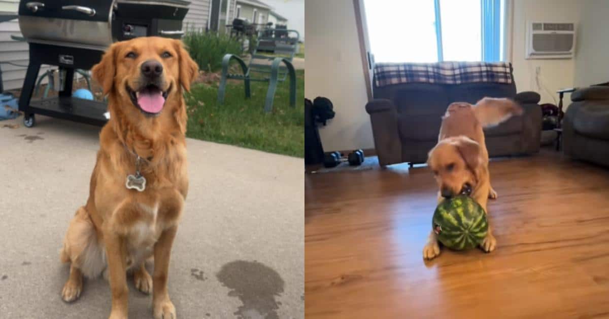 Golden Retriever Has the Most Adorable Meltdown Every Time He Sees a Watermelon