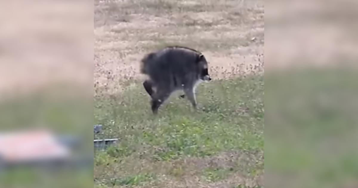 Who Is Jimothy? Meet the Unusual Raccoon That’s Winning Hearts Worldwide