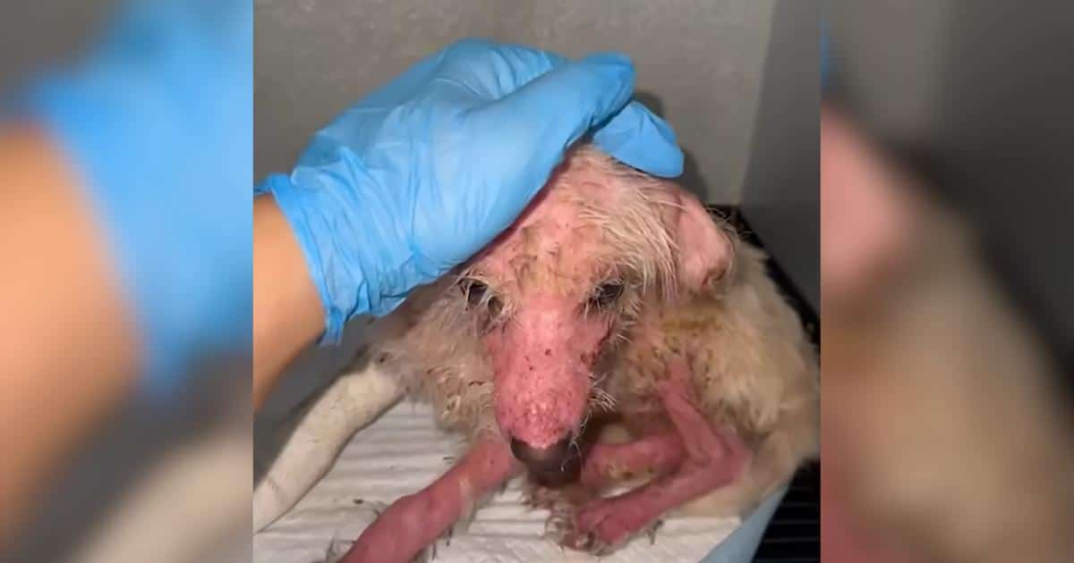 She Was Barely 3 Months Old and Had Already Suffered a Lifetime of Neglect