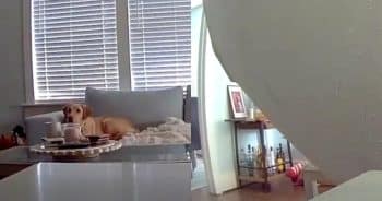 PetWireDaily — Ring Camera Captures Dog’s Incredible Escape Moments Before Ceiling Collapses