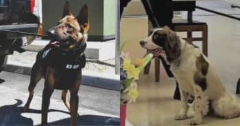 PetWireDaily — K-9 Officer Charged Following Deaths of Two Police Dogs Left in Hot Cruiser