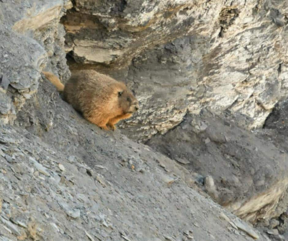 Fat Marmot Week competition marmot