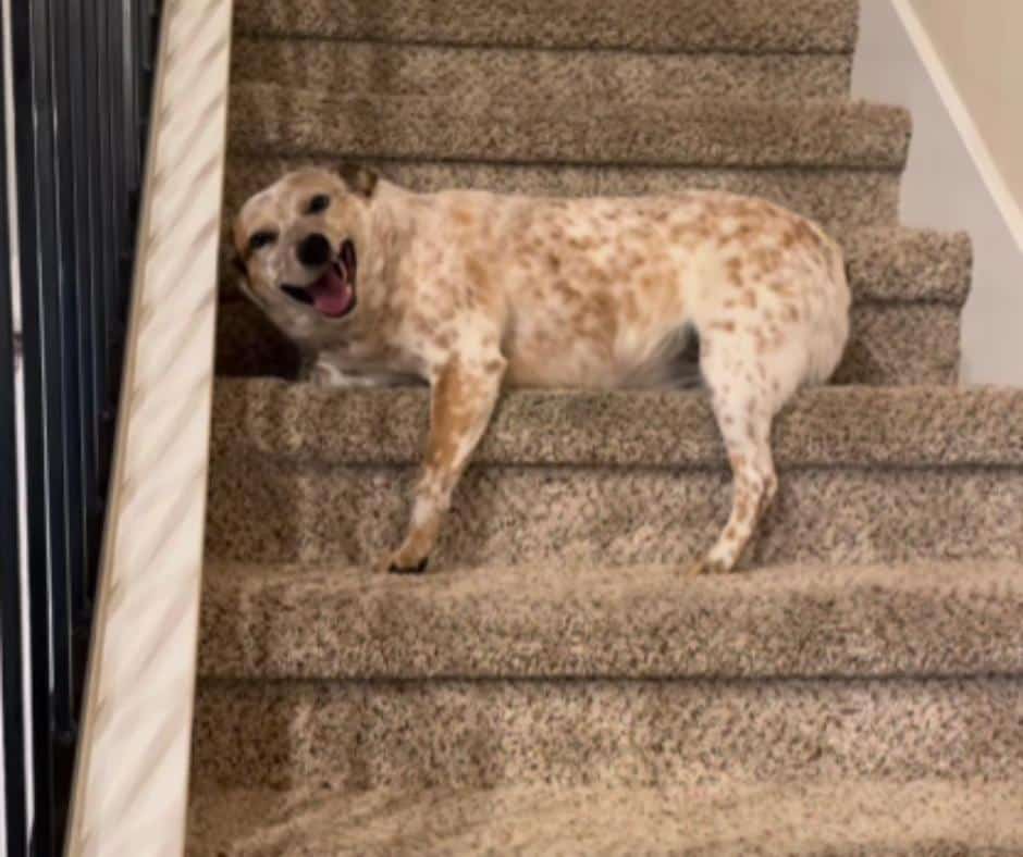 Sydney's Wiggle