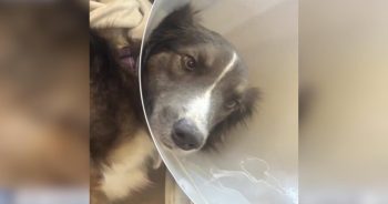 PetWireDaily — Dog Spent a Year Fighting for Her Life After Drinking From Neighborhood Lake