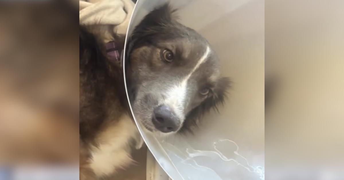 Dog Spent a Year Fighting for Her Life After Drinking From Neighborhood Lake