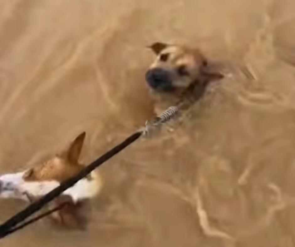 Dogs being rescued from flooded shelter