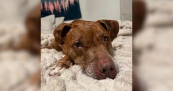 PetWireDaily — Senior Dog Has Spent 144 Days in the Shelter Wondering When It Will Be Her Turn