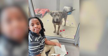 11-Year-Old Spent 100 Hours Reading to Shelter Dogs for the Sweetest Reason