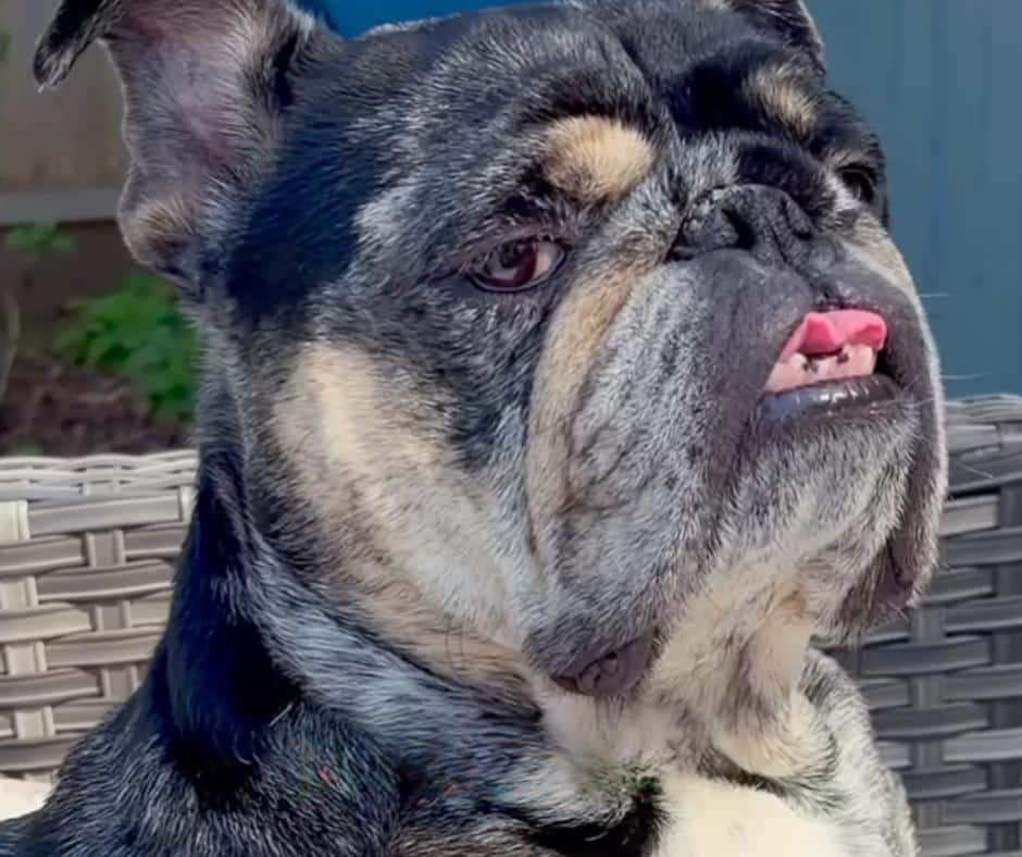 Omar the dog