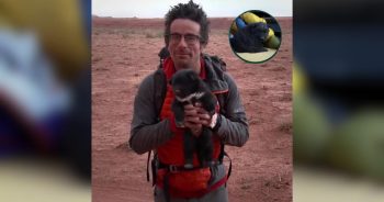 PetWireDaily — Abandoned Desert Puppy Becomes the Ultimate Adventure Buddy