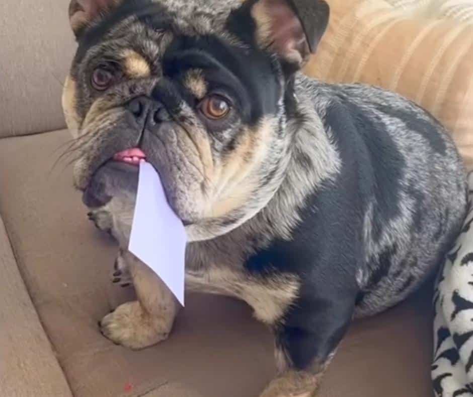 Omar the dog