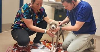 PetWireDaily — Two Starving Dogs Were Saved by the Kindness of Complete Strangers