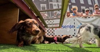 PetWireDaily — Hundreds of Wiener Dogs Take Over One Town for the Cutest Race You’ll Ever See