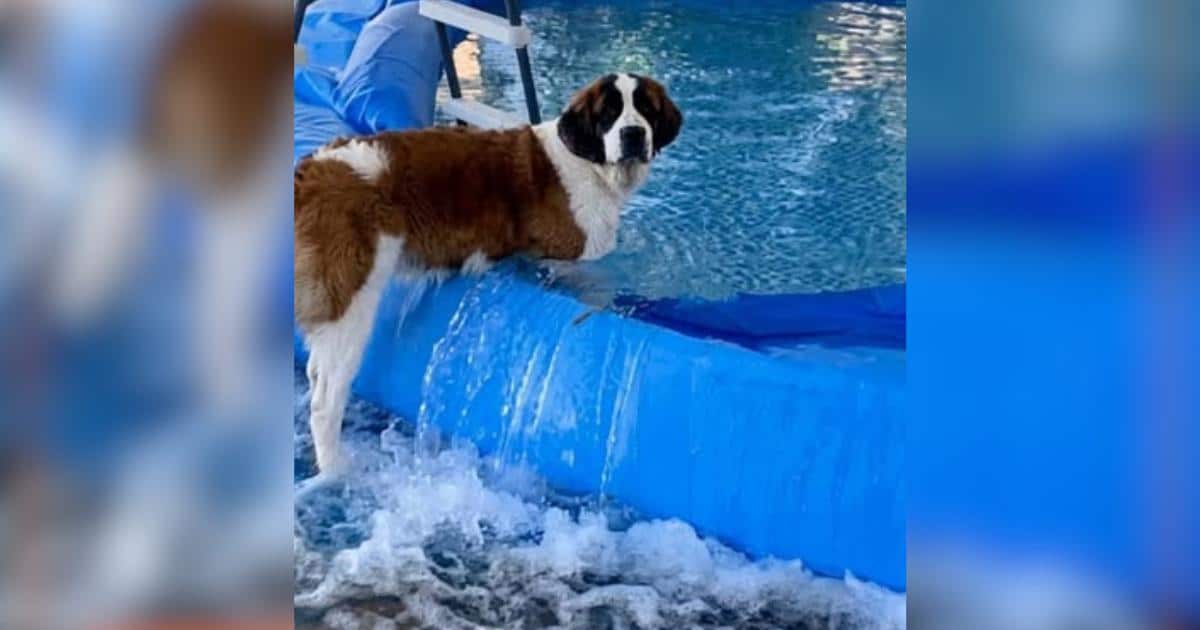 Saint Bernard Tries to Beat the Heat and Accidentally Floods the Yard