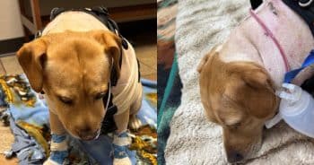 PetWireDaily — Hero Dog Who Fought a Bear Is on the Road to Recovery