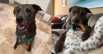 PetWireDaily — Skyler Is Proof That Foster Care Can Change a Dog’s Whole World