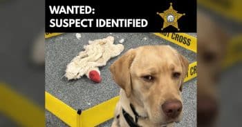 PetWireDaily — K-9 Officer Solves Stuffed Animal Murder After Becoming the Prime Suspect Himself