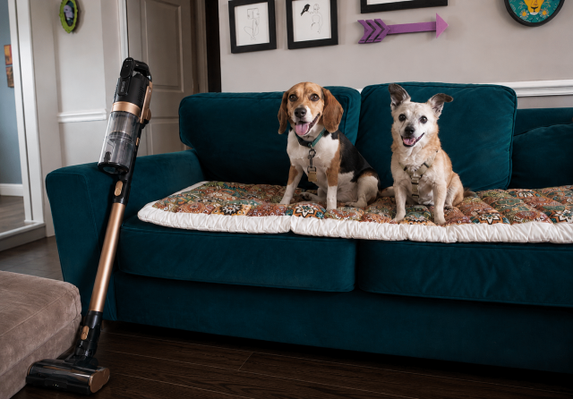 Beagle and senior Chihuahua mix on a teal velvet sofa beside the Levoit VortexIQ Pro cordless stick vacuum