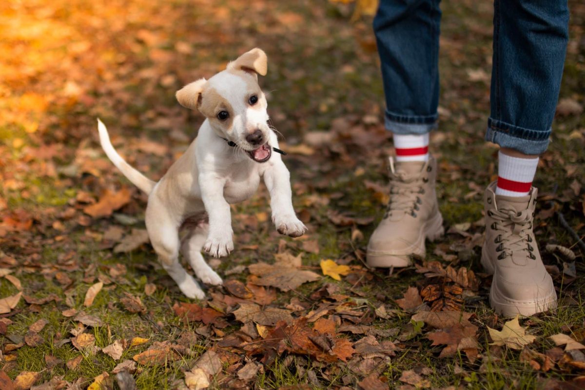 Jack Russell Terrier overflowing with fearless energy and nonstop enthusiasm.