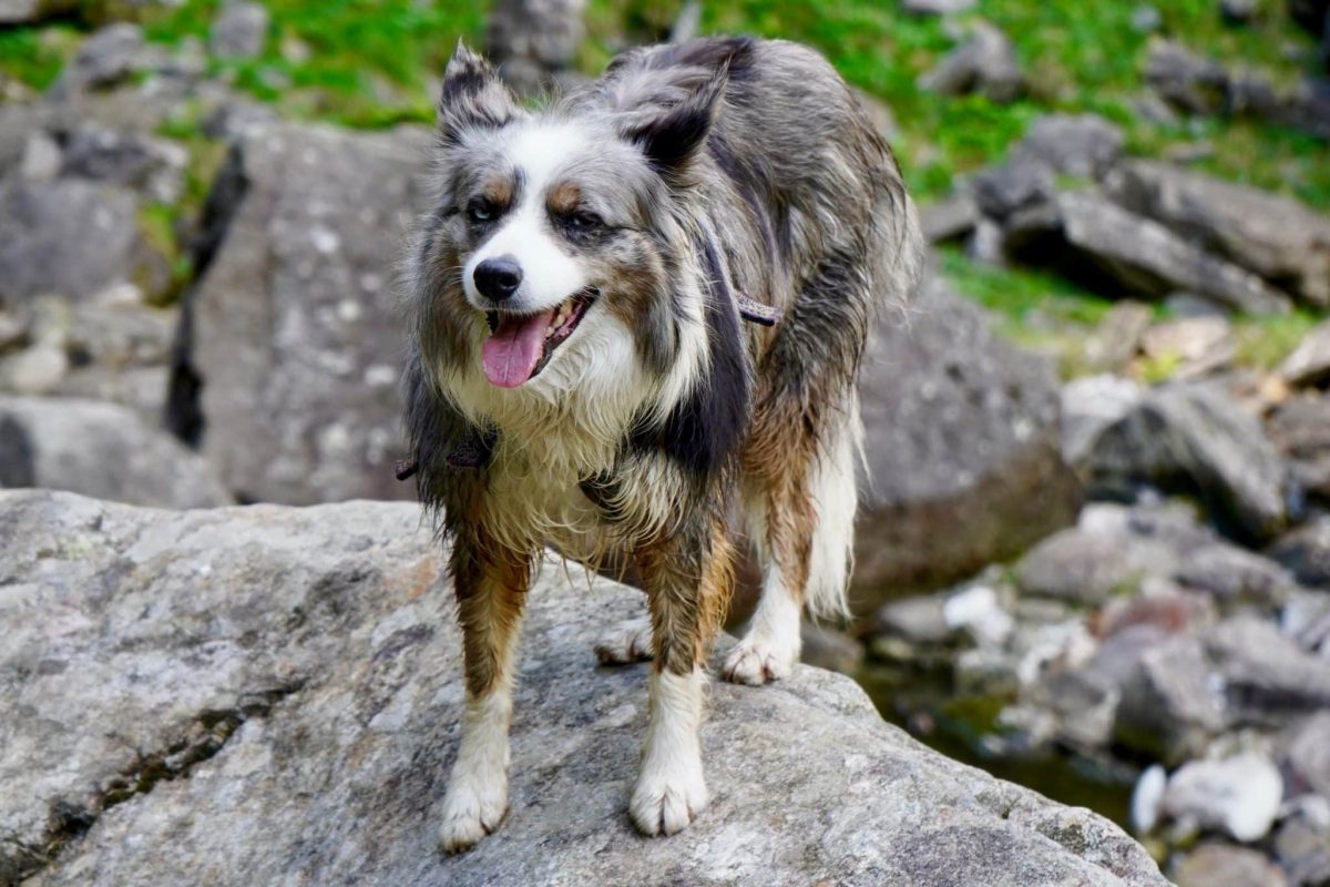13 Dog Breeds That Are Secretly Brilliant Problem Solvers