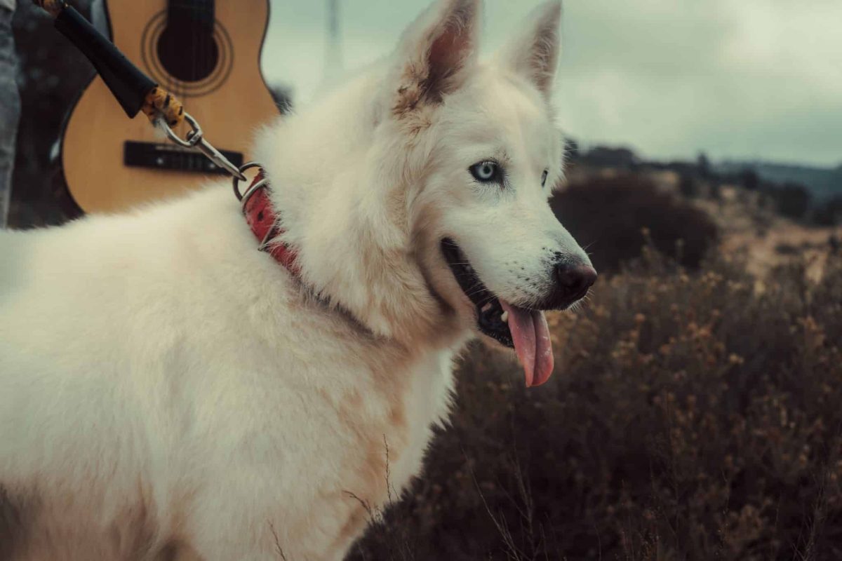 Siberian Husky displaying adventurous curiosity with boundless playful determination.