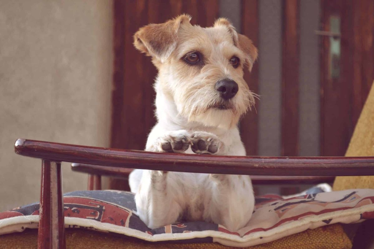 Jack Russell Terrier showing fearless determination and energetic bossy personality.
