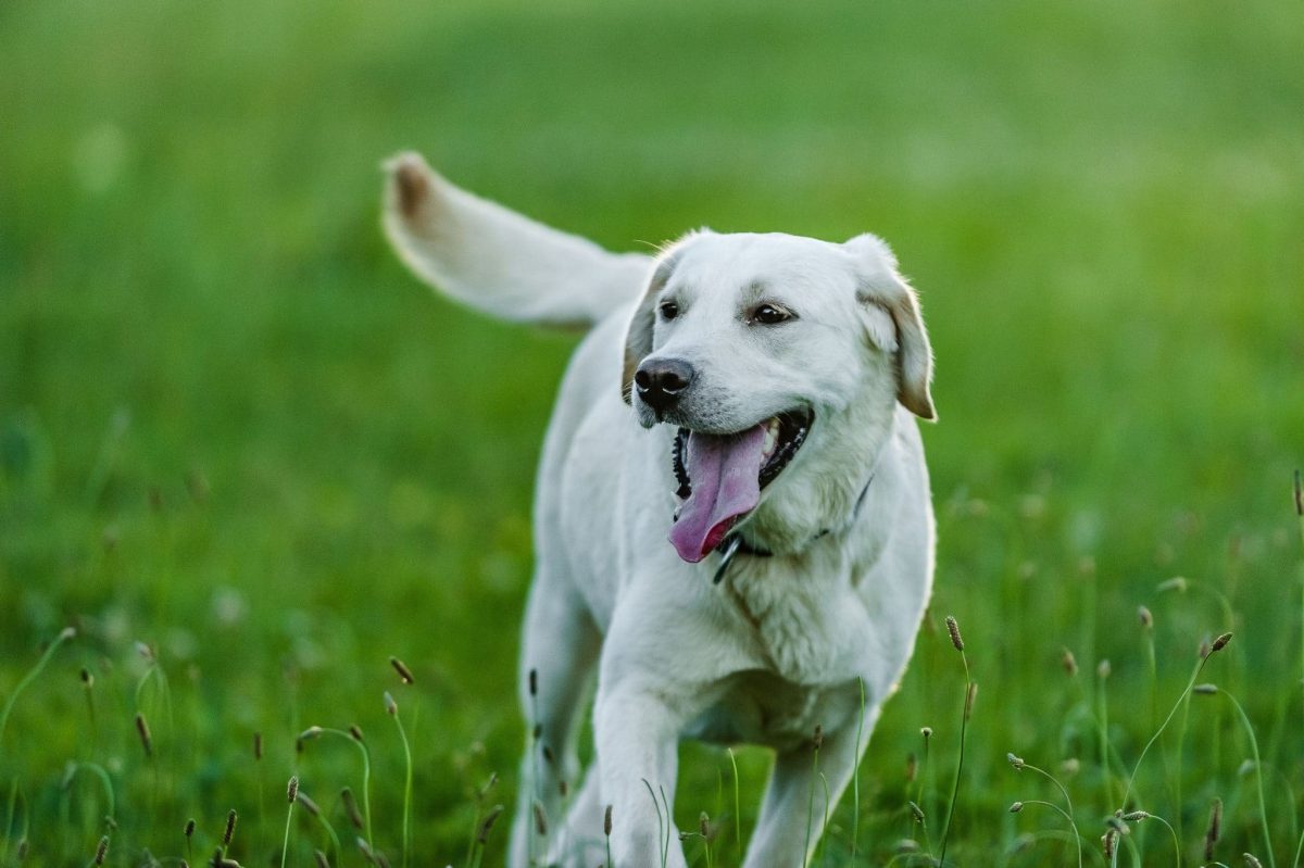 Labrador Retriever displaying a bright, playful face full of happiness.