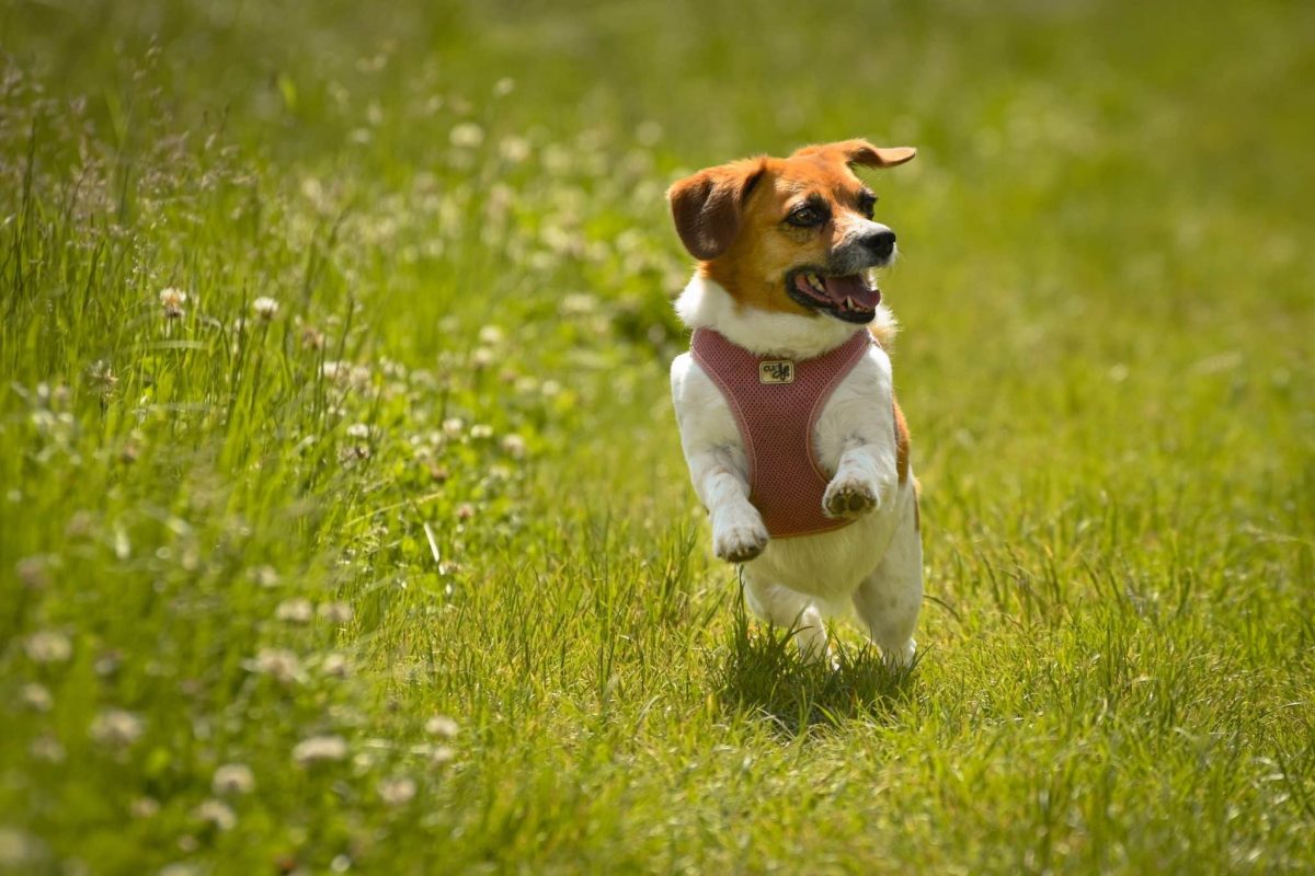 Jack Russell Terrier bringing fearless summer fun with endless playful determination.