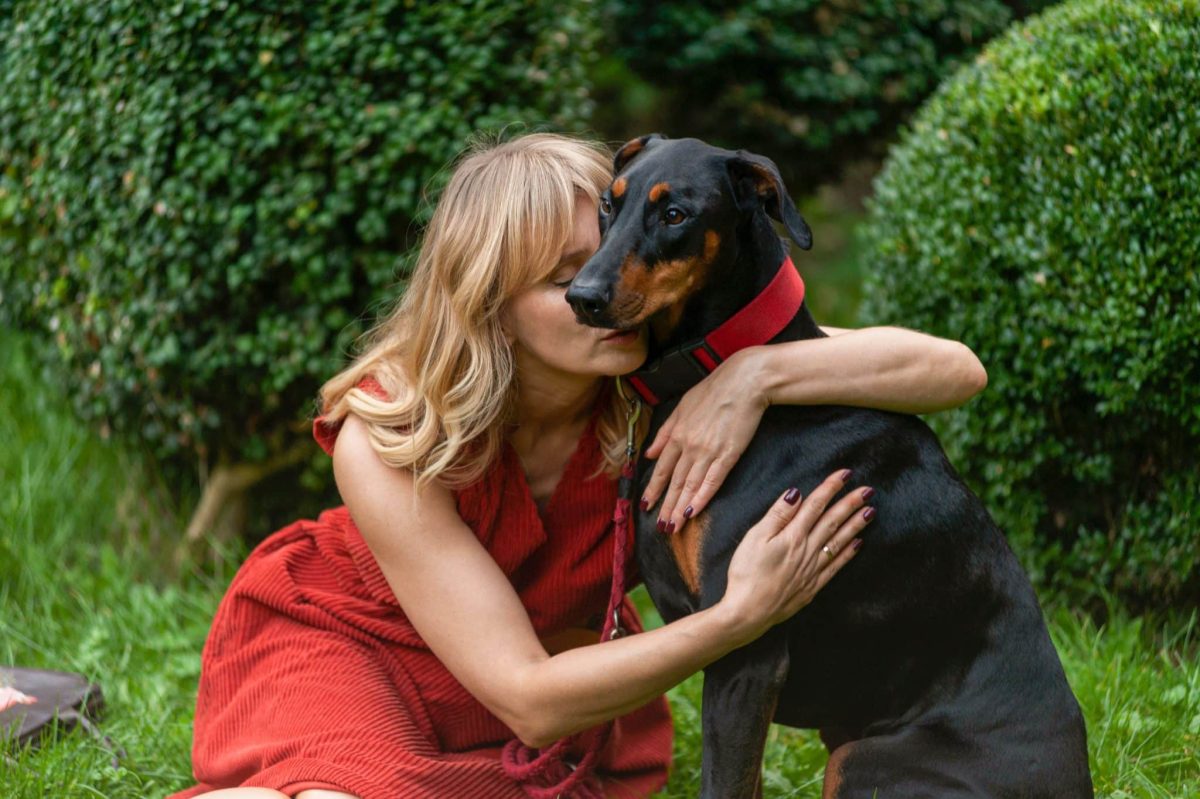 Doberman Pinscher showing intelligence, loyalty, and surprising family gentleness.