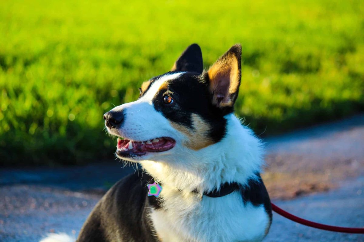 Pembroke Welsh Corgi showing a playful smile and cheerful personality.