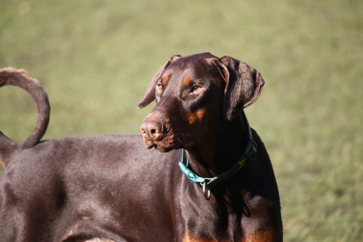 Doberman Pinscher displaying alert intelligence and confident strategic thinking.