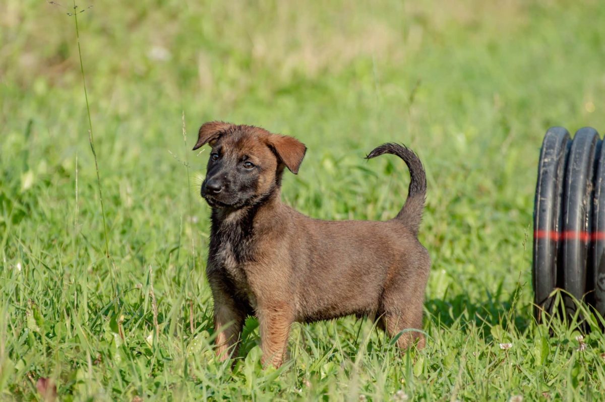 A lively dog showing joyful curiosity and eager enthusiasm for every new adventure.