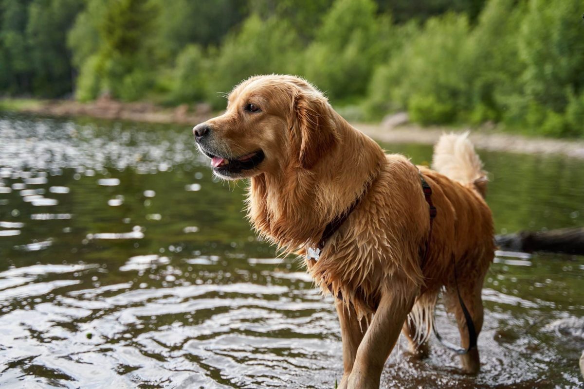Golden Retriever embracing cheerful summer adventures with its friendly and playful personality.