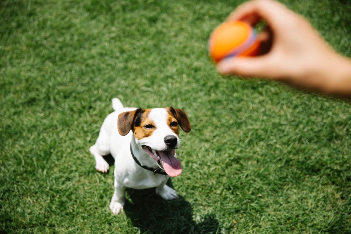 A happy dog enjoying the carefree spirit and joyful energy that make summer adventures unforgettable.