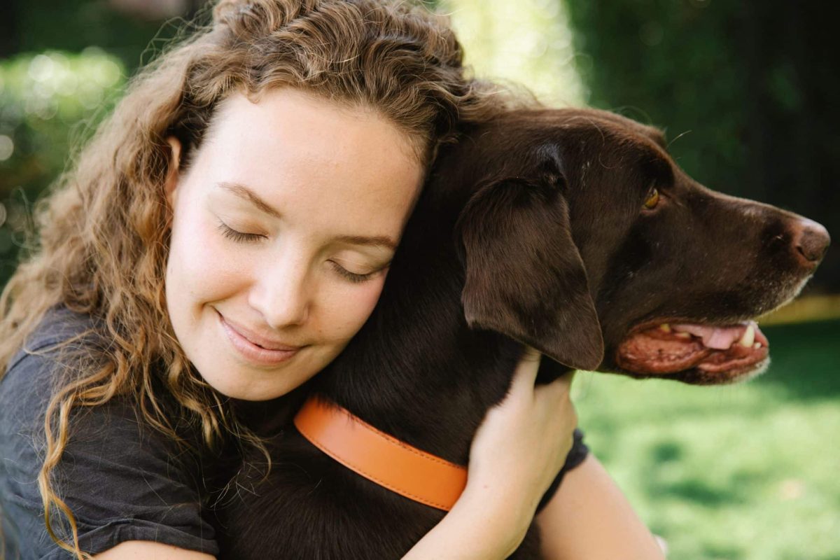 Labrador Retriever staying close with a calm and reassuring presence.