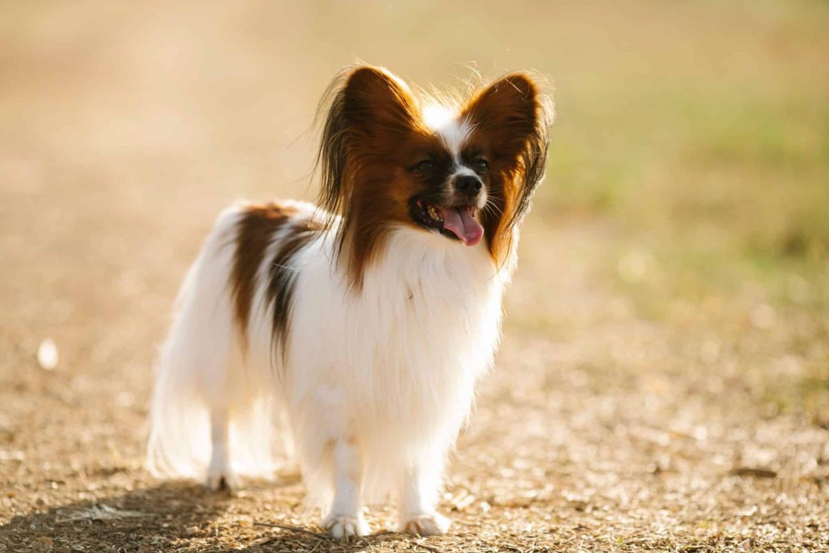 Papillon showing lively curiosity and surprisingly advanced problem-solving intelligence.