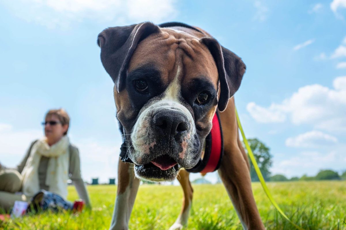 Boxer combining playful energy with a loving and gentle personality.