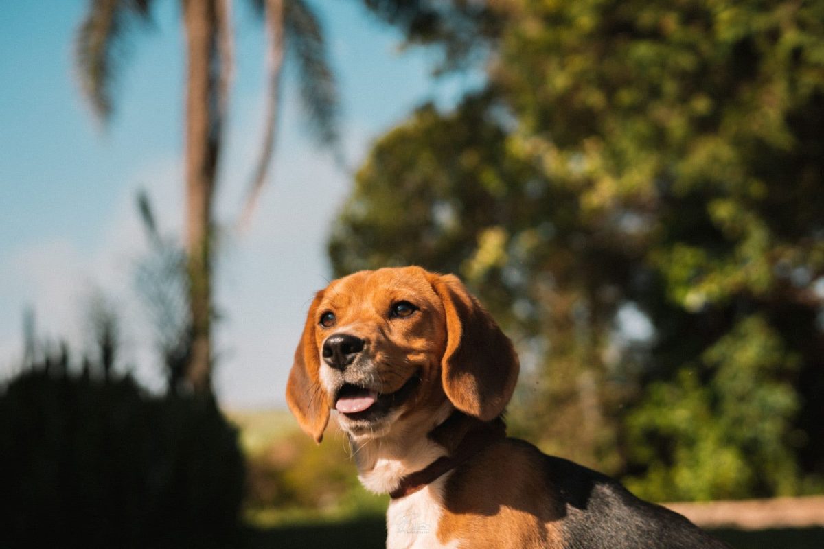 Beagle following every exciting scent with joyful determination and curiosity.