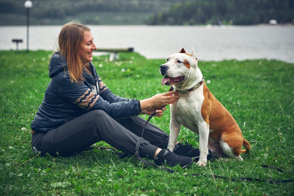 American Staffordshire Terrier revealing affection behind its muscular appearance.