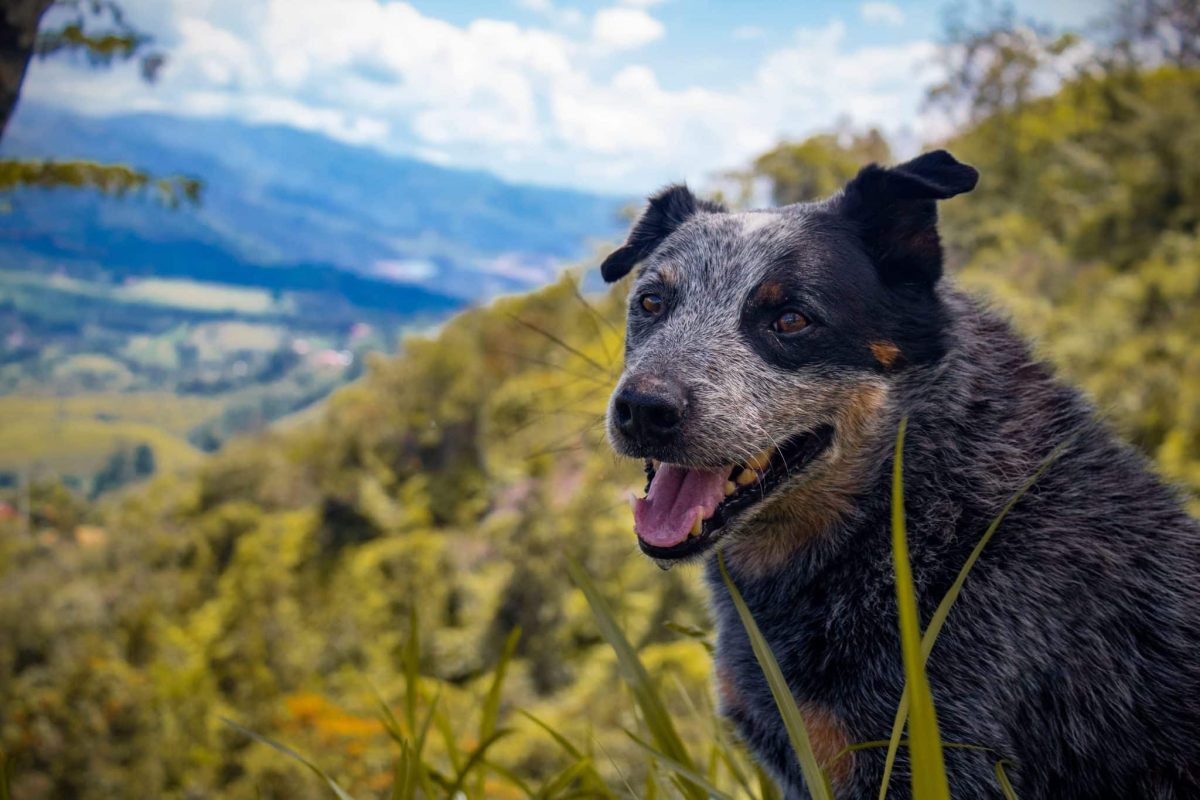Australian Cattle Dog combining intelligence with determined leadership and confidence.