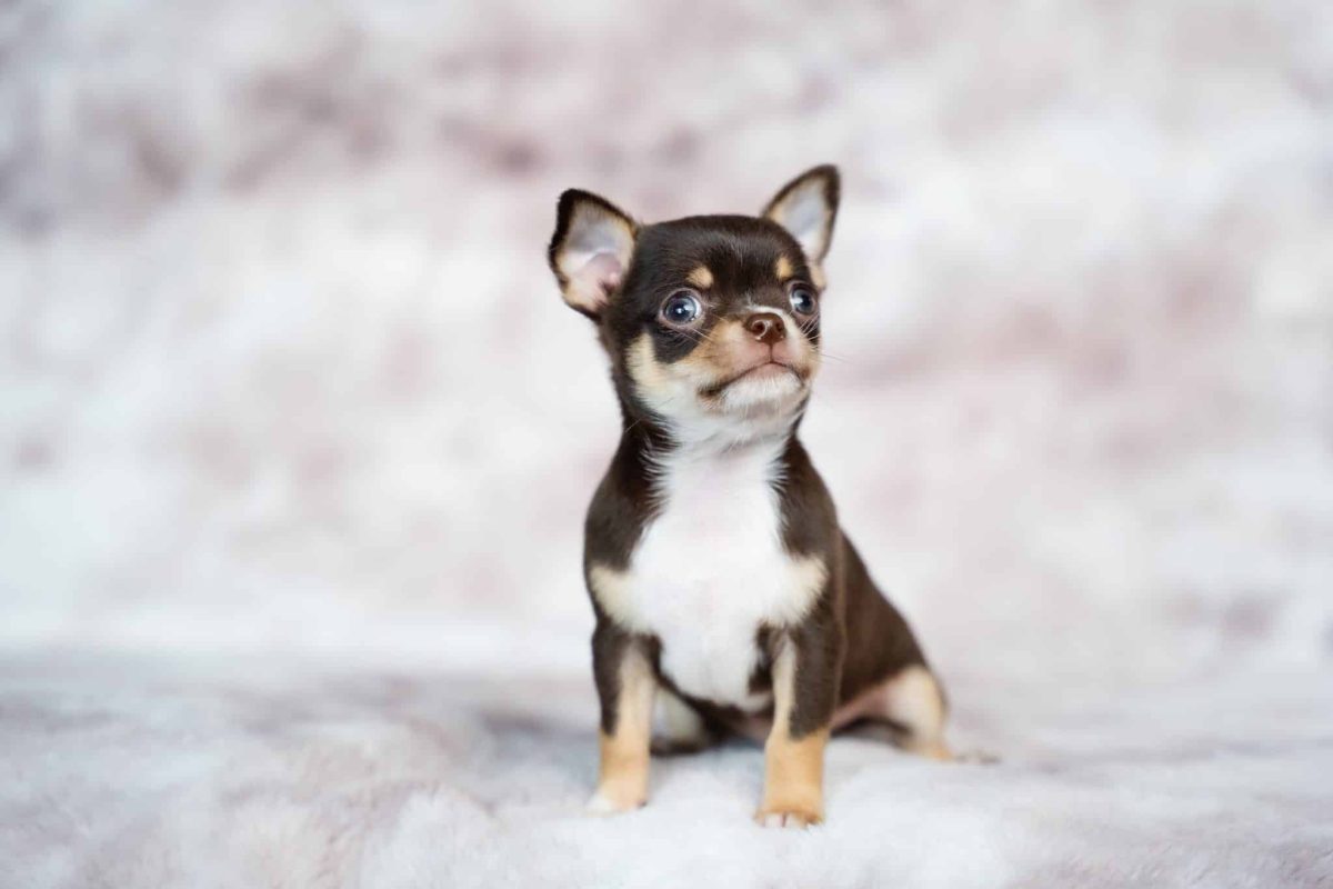 Chihuahua proving tiny dogs can have enormous confidence and bold personalities.