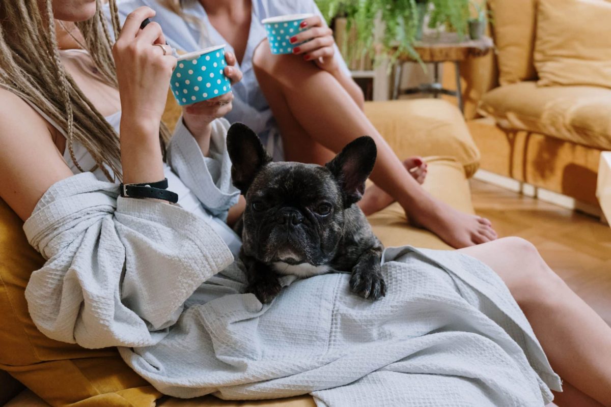 French Bulldog relaxing happily with its calm and cozy personality.