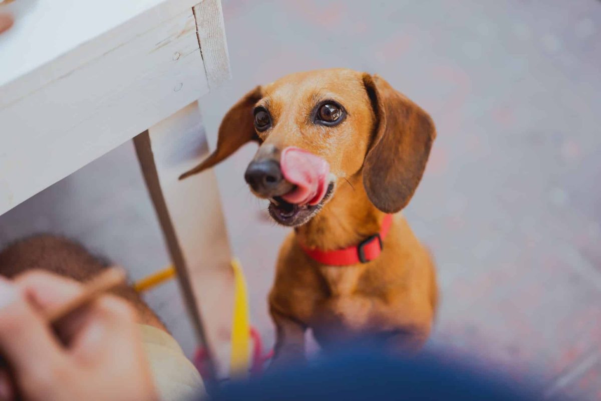 Dachshund looking innocent while secretly planning a snack mission.
