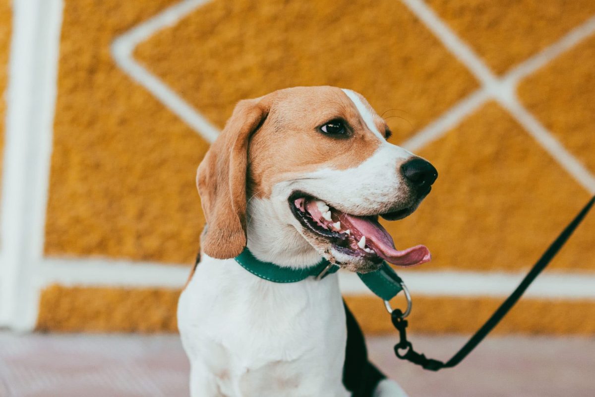 Beagle showing a cheerful face filled with curiosity and joyful charm.